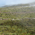DSC05996
