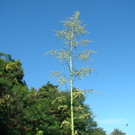 DSC06355 (2799 visites) DSC06355