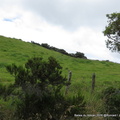 25-IMG_0052